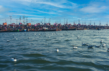 seagull in the river, Ganges, Prayagraj, India
