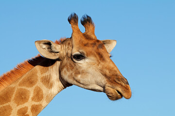 Portrait of a giraffe (Giraffa camelopardalis) against a blue sky, South Africa.
