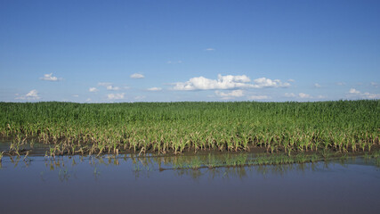 Water-flooded corn crops. Flooding in agricultural areas. Scenery.