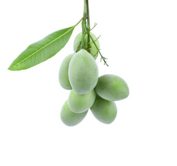 Marian Plum, (Bouea macrophylla Griffith).