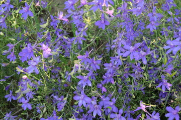Obraz premium Forking Larkspur (Consolida Regalis). Small lilac wildflowers. Natural background.