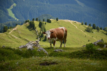 Fototapeta na wymiar cow on the alpine meadow in the dolomites. Agriculture in the mountains. Beautiful landscape with lush green meadows and large forests