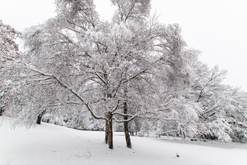 Snow-covered trees in a snowy park in hazy weather.