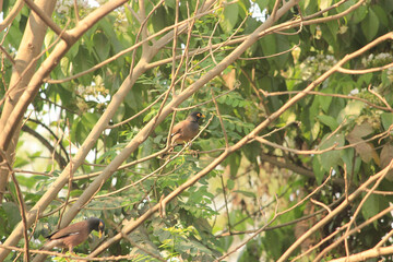 grass in the forest a bird