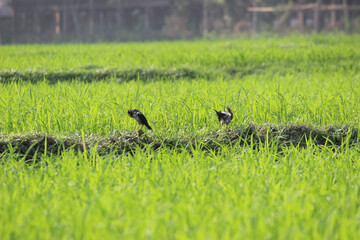 two birds in the green grass