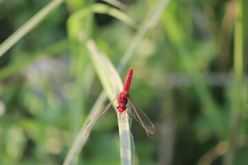 red dragonfly on a leaf plant 