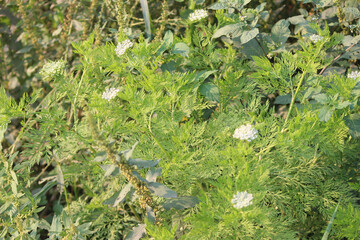moss on the ground grass flower