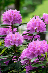 A rhododendron bush with lots of beautiful purple flowers.