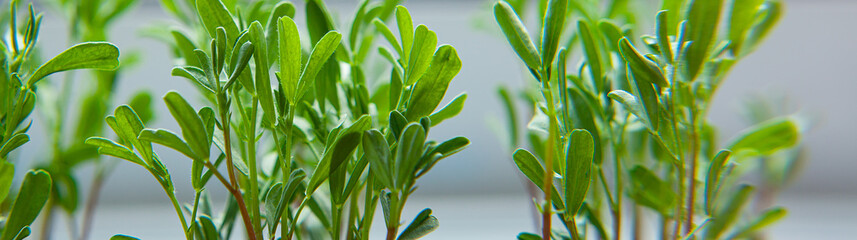 Fresh young green plant shoots close-up, banner.