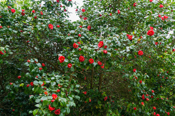 Japanese Camellia (Camellia japonica) in sunny spring day in Arboretum Park Southern Cultures in Sirius (Adler). Red rose-like blooms camellia flower and buds with evergreen glossy leaves on shrub.