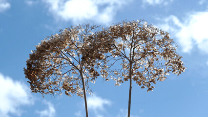 dry hortensia blossoms against blue sky