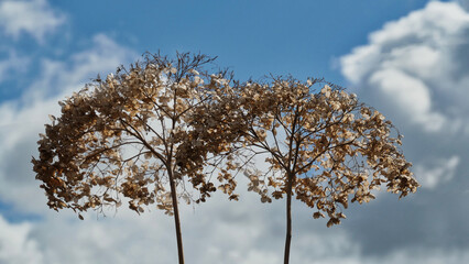 dry hortensia blossoms against blue sky with clouds