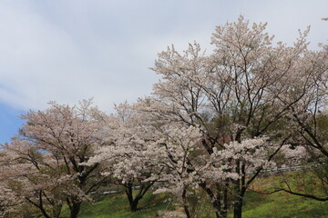 Fototapeta premium 満開の桜