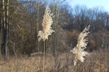 Fototapeta premium Common reed, southern reed, reed. Phragmites australis. Common reed, southern reed, reed. Phragmites australis.