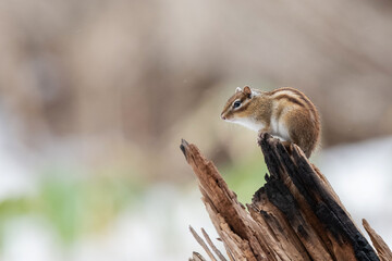 春のシマリス © mihiro_wildlife