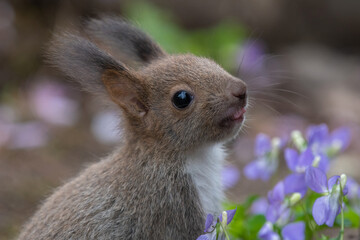 エゾリスの子供