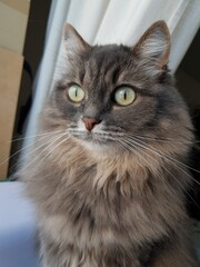 Gray cat looks out the window