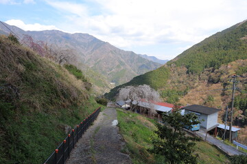 満開のしだれ桜