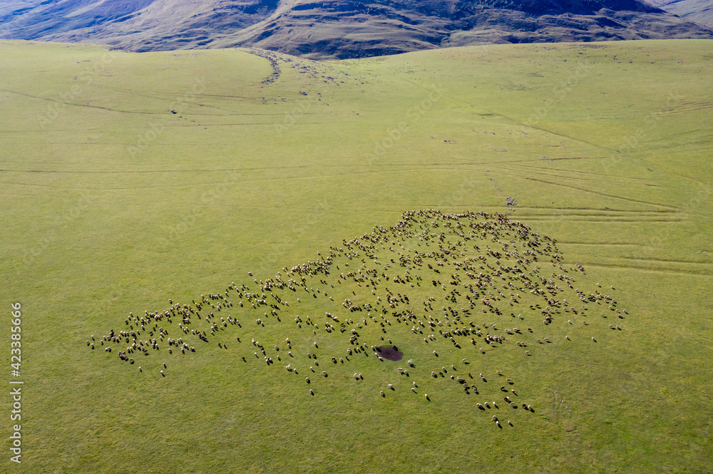 Wall mural aerial view of flock of sheep on green pasture. karachay-cherkessia, caucasus, russia.