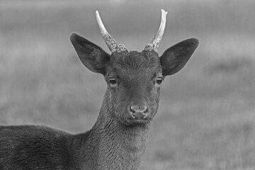 Protrait von einem jungen Damwild Hirsch