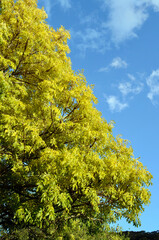 Fototapeta premium Yellow leaves in the autumn sun