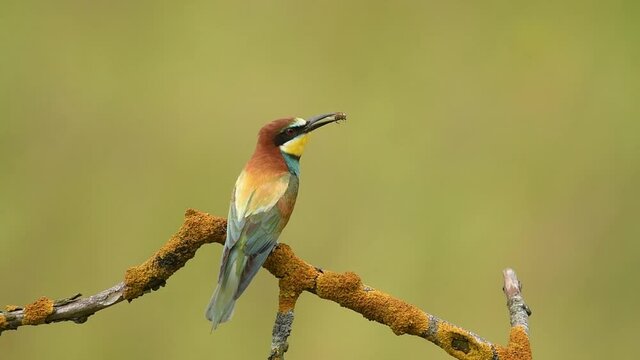 Bee eater bird - ( Merops apiaster )	