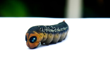 The fat caterpillars have a yellow head, a black-white body, a yellow butt and a tail.