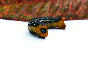 The fat caterpillars have a yellow head, a black-white body, a yellow butt and a tail.