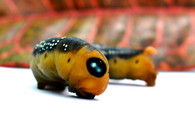 The fat caterpillars have a yellow head, a black-white body, a yellow butt and a tail.