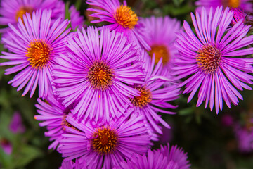 Floral garden. Lilac flowers New York aster or Aster novi-belgii (Latin: Symphyotrichum novi-belgii) close up.