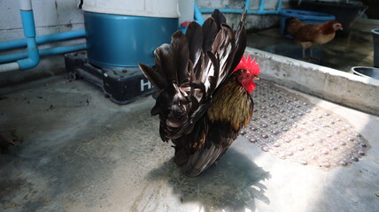 Bantam chickens Black fur with yellow hair on the neck Standing    © Nuan