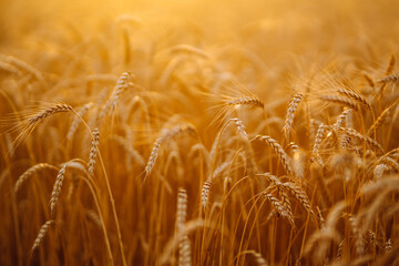 Sunset Gold wheat field. Agriculture. Harvesting.