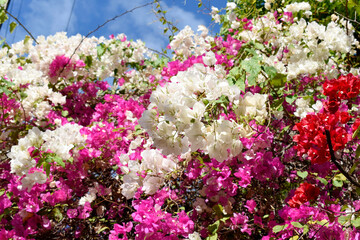 Fototapeta premium A pink-white bougainvillea with green leaves, growing in a public park.