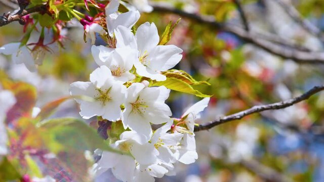 春、晴れた日に、満開で風に揺られる一房の桜