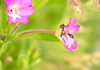 Tanzfliege in rosa Blüte