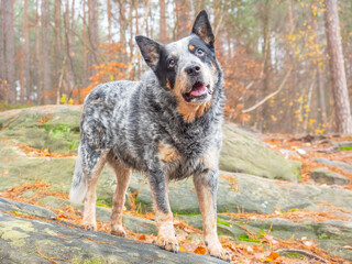 Naklejka na ściany i meble Gray cattle dog on a rock with roots turn head. A burly and healthy working breed dog