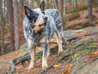 Naklejka na ściany i meble Gray cattle dog on a rock with roots. A burly and healthy working breed dog