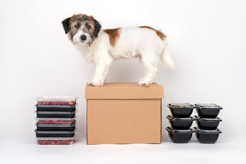 A cute Jack Russell Terrier broken puppy lies next to containers and boxes of meat on a white background. Dog food delivery concept and natural healthy food. Space for text and mockup