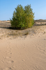 A tree (birch) in the desert (deforestation of the region). Rostov Oblast, Russia.