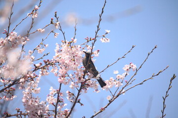 野鳥
