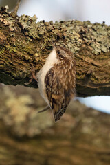 Tree Creeper feeding