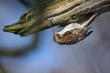 Tree Creeper