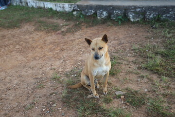 Naklejka na ściany i meble Stray dogs protected in animal shelters in Thailand