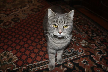 Cat on the carpet