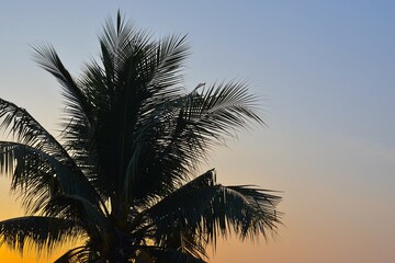 Fototapeta na wymiar Coconut palm tree on sunrise sky
