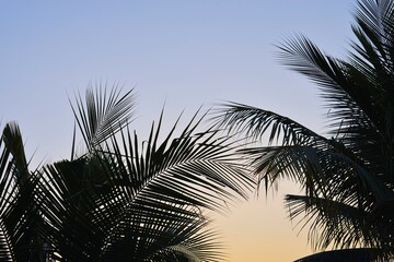 Coconut palm branch on twilight sky