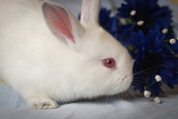 Obraz premium Profile of baby white bunny near blue flowers