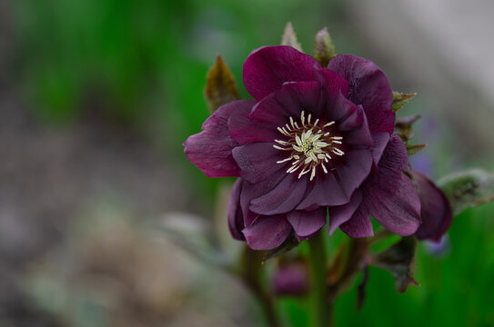 Hellebores Double Ellen Purple bloom in late winter
