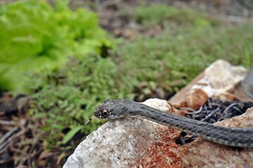 A young snake photographed in the garden