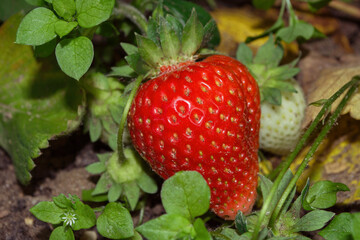 Red strawberry berry close-up. Soft selective focus.